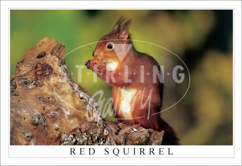 Red Squirrel, eating Hazelnut Postcard (H SG) Stirling Gallery