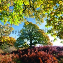 Three Oaks (Colour) (Apr)