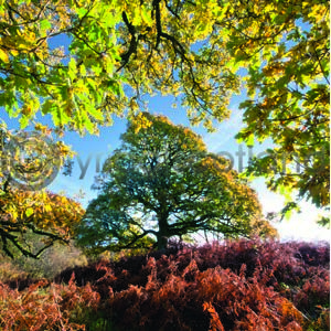 Three Oaks (Colour) (Apr)