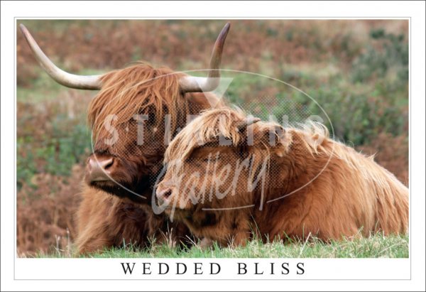 Wedded Bliss, Highland Cows Postcard (H SG)