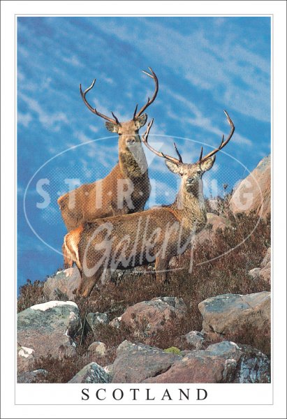 Red Deer Stags - Scotland Postcard (V SG)