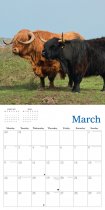 2026 Calendar Highland Cows (2 for 10v) (Mar)