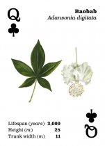 Top Trees Playing Cards