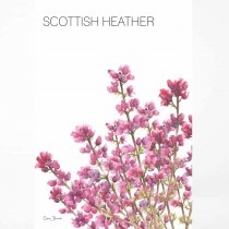 Tea Towel Scottish Heather