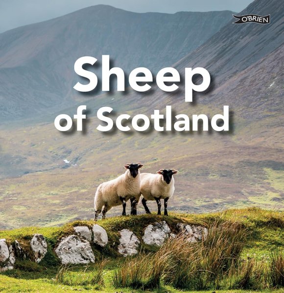 Sheep of Scotland (Feb)