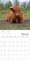 2027 Calendar Highland Cows (2 for 10v) (Mar)