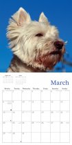 2027 Calendar West Highland Terriers (2 for 10v) (Mar)